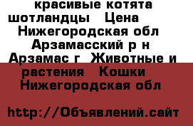 красивые котята шотландцы › Цена ­ 500 - Нижегородская обл., Арзамасский р-н, Арзамас г. Животные и растения » Кошки   . Нижегородская обл.